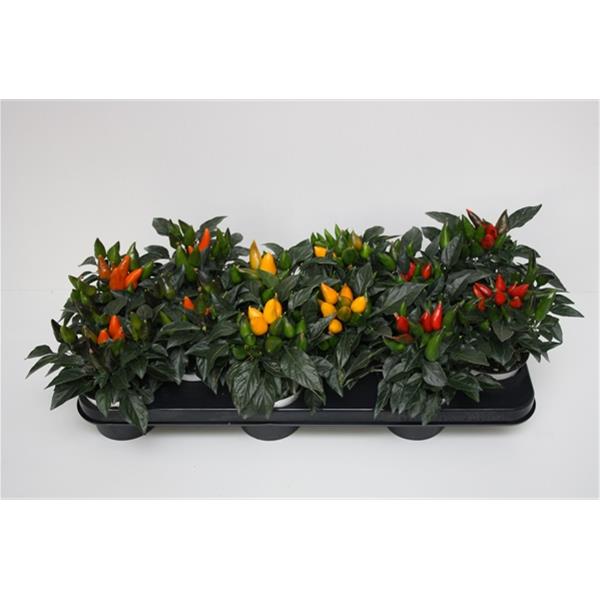 Capsicum annuum Favorit Mix