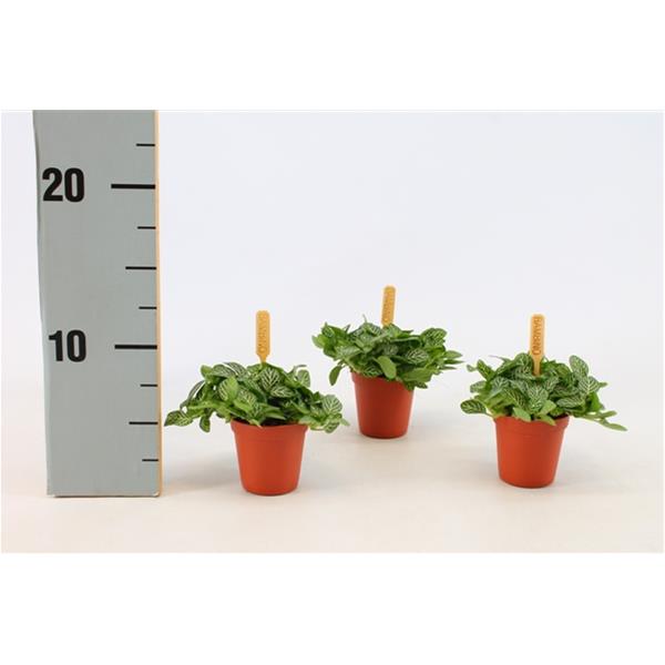 Fittonia verschaffeltii Mont Blanc