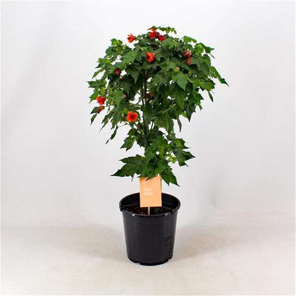 Abutilon hybrida Red Trumpet
