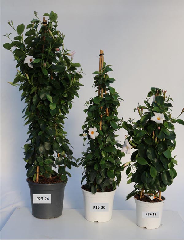 Dipladenia hybrida White Sundeville