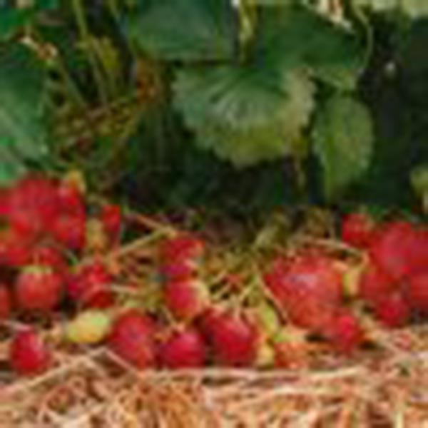 Fragaria ananassa Korona