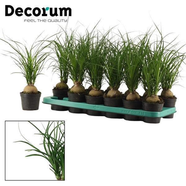 Beaucarnea recurvata