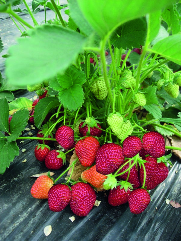 Fragaria ananassa Honeoye