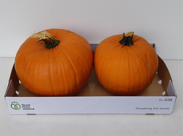 Cucurbita pepo Kürbis Hallow Plant