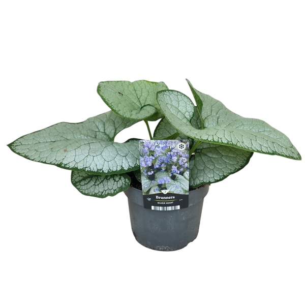Brunnera macrophylla Silver Heart