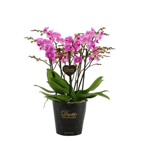 Phalaenopsis hybrida Duetto Multi Violett