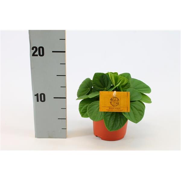 Peperomia incana Rana Verde
