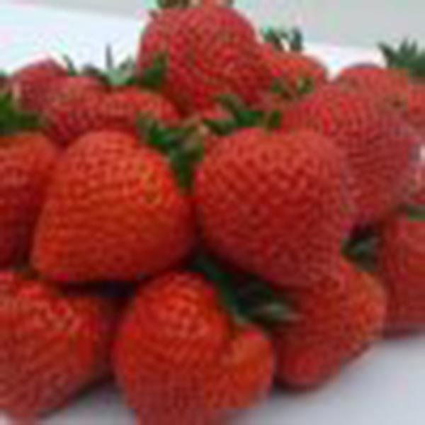 Fragaria ananassa Sweet Maja