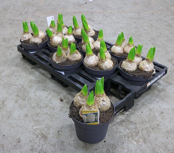 Hyacinthus orientalis Weiss