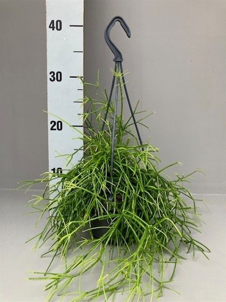 Rhipsalis cassutha Oasis