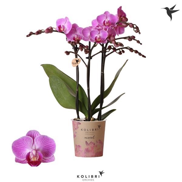 Phalaenopsis hybrida Multiflora Vienna
