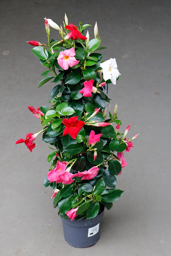 Dipladenia hybrida Tricolor Sundeville