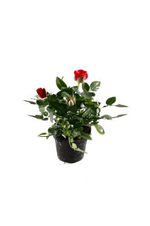 Rosa hybrida Rot