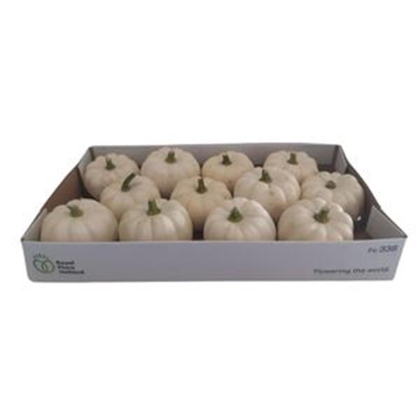 Cucurbita pepo Kürbis Casperita Plant