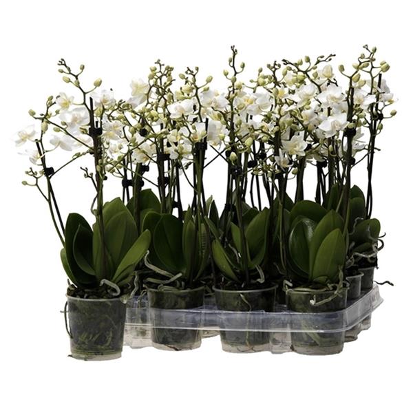 Phalaenopsis hybrida Multiflora White 3-tr.