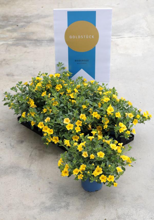 Calibrachoa callie Cabaret Lemon