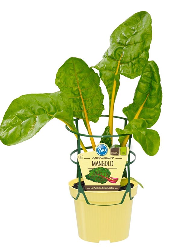 Beta vulgaris Bio-Mangold