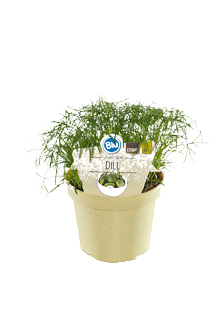 Anethum graveolens Bio-Dill