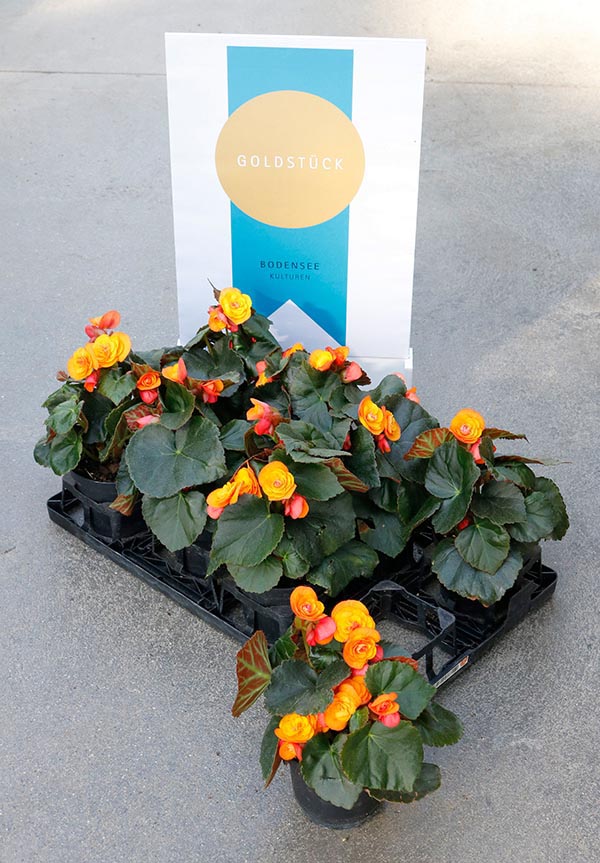 Begonia hybrida Catrin