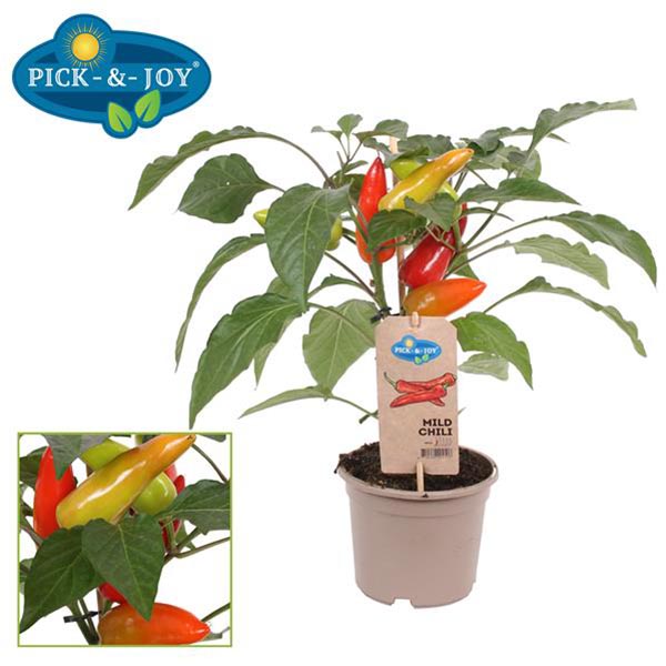 Capsicum annum PICK-&-JOY Mild Chili Red