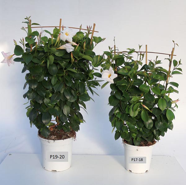 Dipladenia hybrida White Sundeville