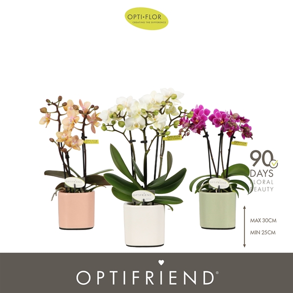 Phalaenopsis hybrida Mixtray In Piemonte Mix