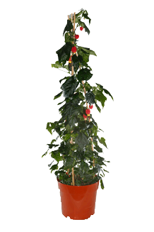 Abutilon megapotamicum Big Bell