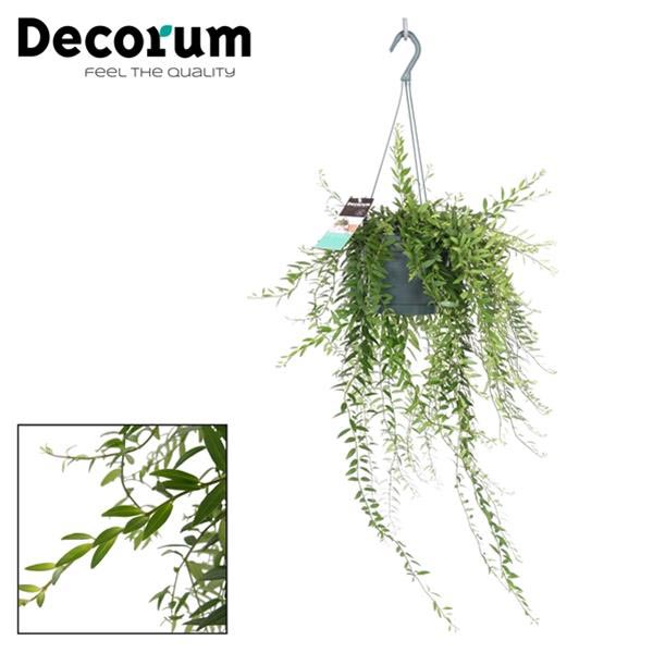 Aeschynanthus hybrida Japhrolepis