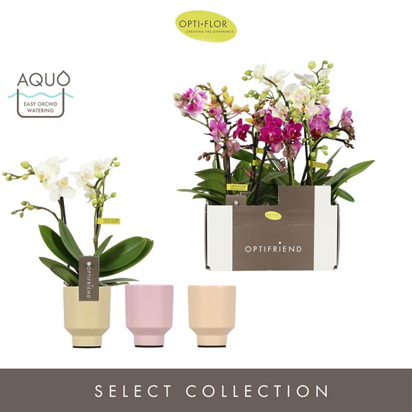 Phalaenopsis hybrida Mix In Emilia Mix Kerami