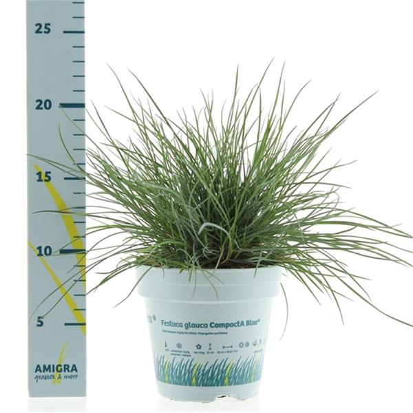 Festuca glauca Compact Blue
