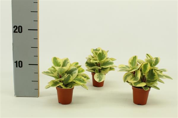 Peperomia hybrida Obtipan Bicolor