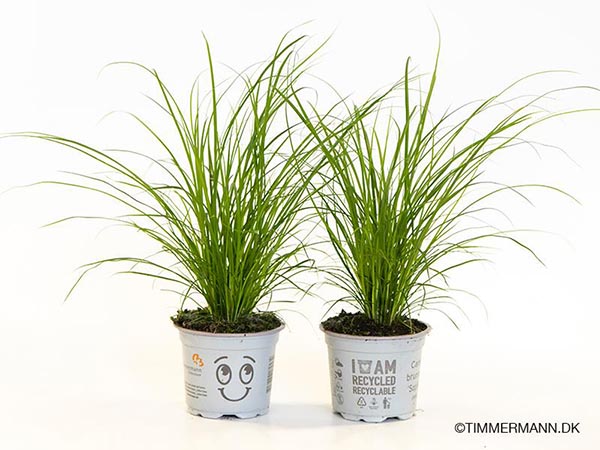 Carex brunnea SOPHIA