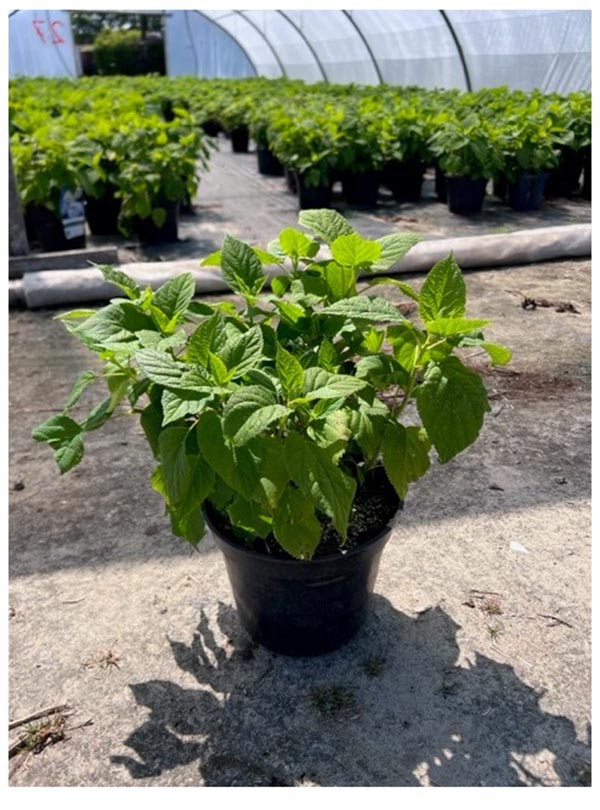 Hydrangea arborescens Annabelle