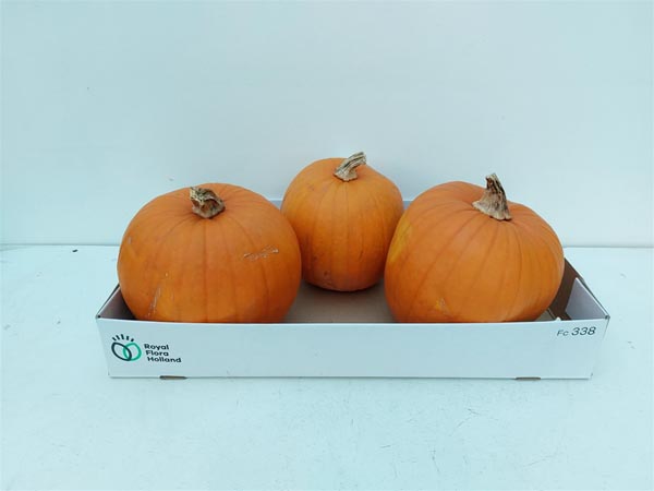 Cucurbita maxima