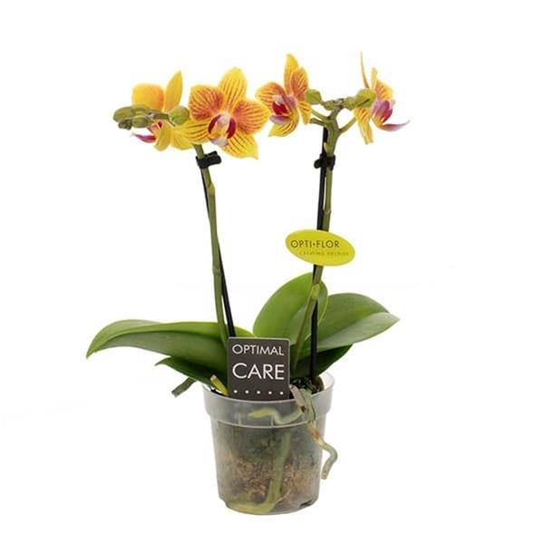 Phalaenopsis hybrida Ina