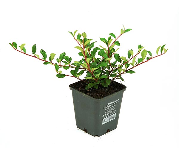 Cotoneaster dammeri Eichholz