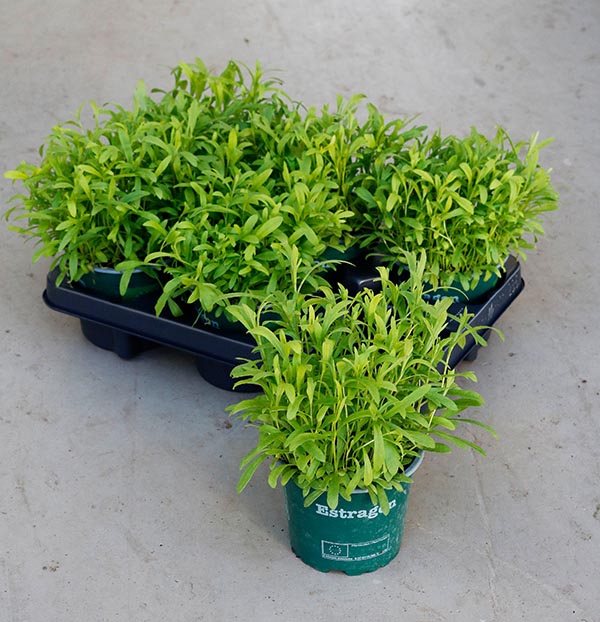 Artemisia dracunculus Estragon Bio