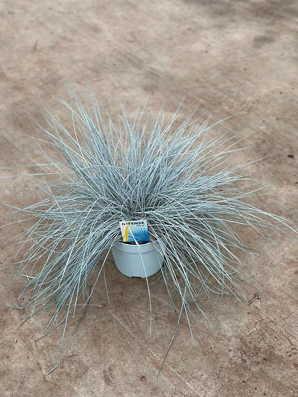 Festuca glauca Intense Blue