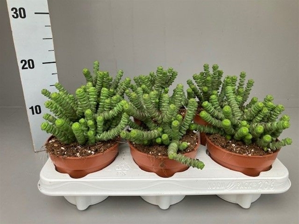 Crassula Hottentot