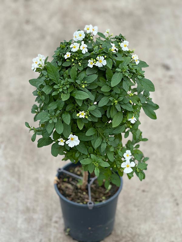 Solanum rantonnetii Charles White