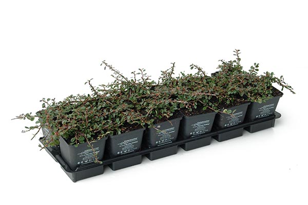 Cotoneaster dammeri Streibs Findling