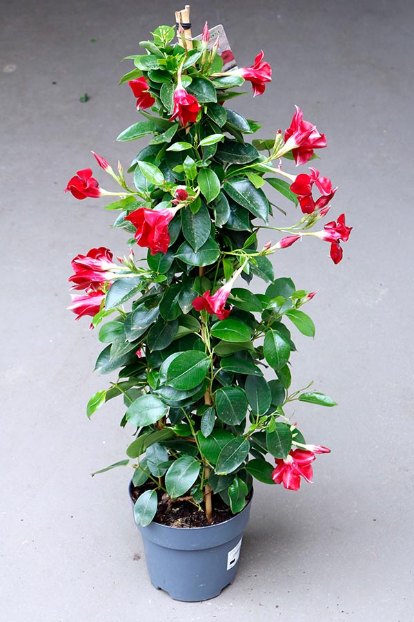 Dipladenia hybrida Red Sundeville