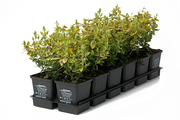 Euonymus fortunei Emerald Gold