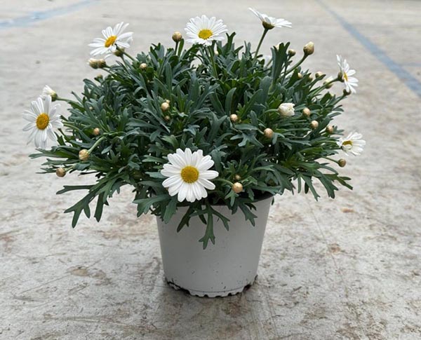 Chrysanthemum frutescens Stella