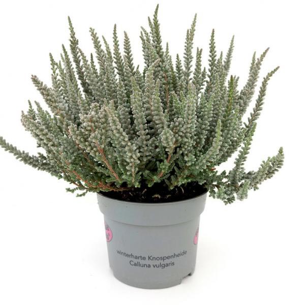 Calluna vulgaris Zilly