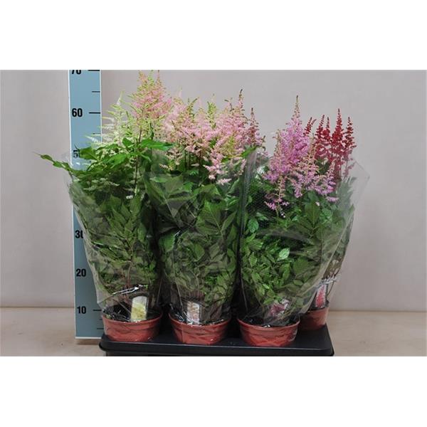 Astilbe arendsii Mix