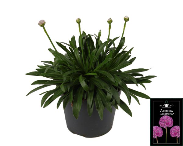 Armeria pseudarmeria Dreameria