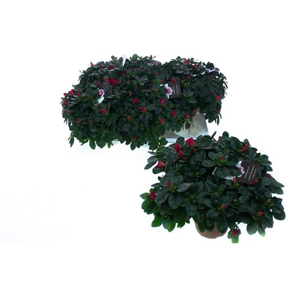 Azalea simsii Nordlicht Rot