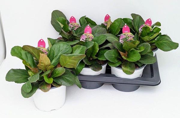 Bergenia cordifolia Jelle