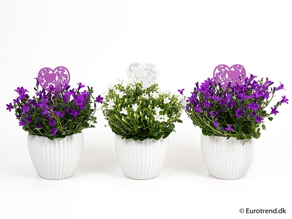 Arra. Campanula portenschlagiana E3959